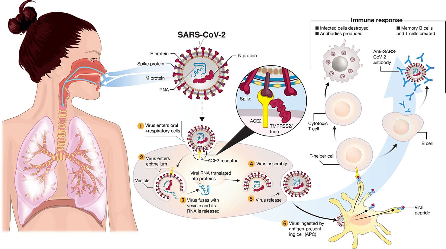 Introduction To Safety Standards During The Covid-19 Pandemic